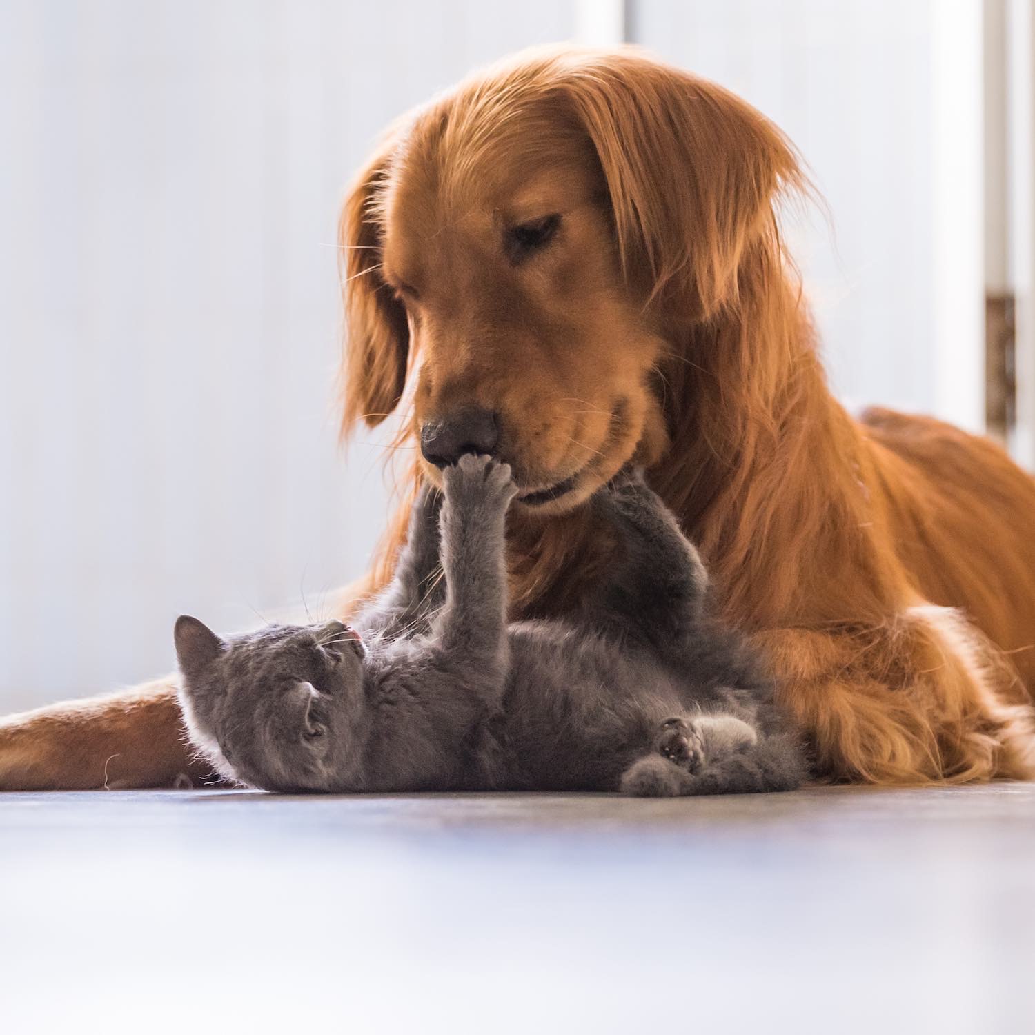 Produits vétérinaires, Pharmacie Lemmens, Saint-Saulve, Valenciennes